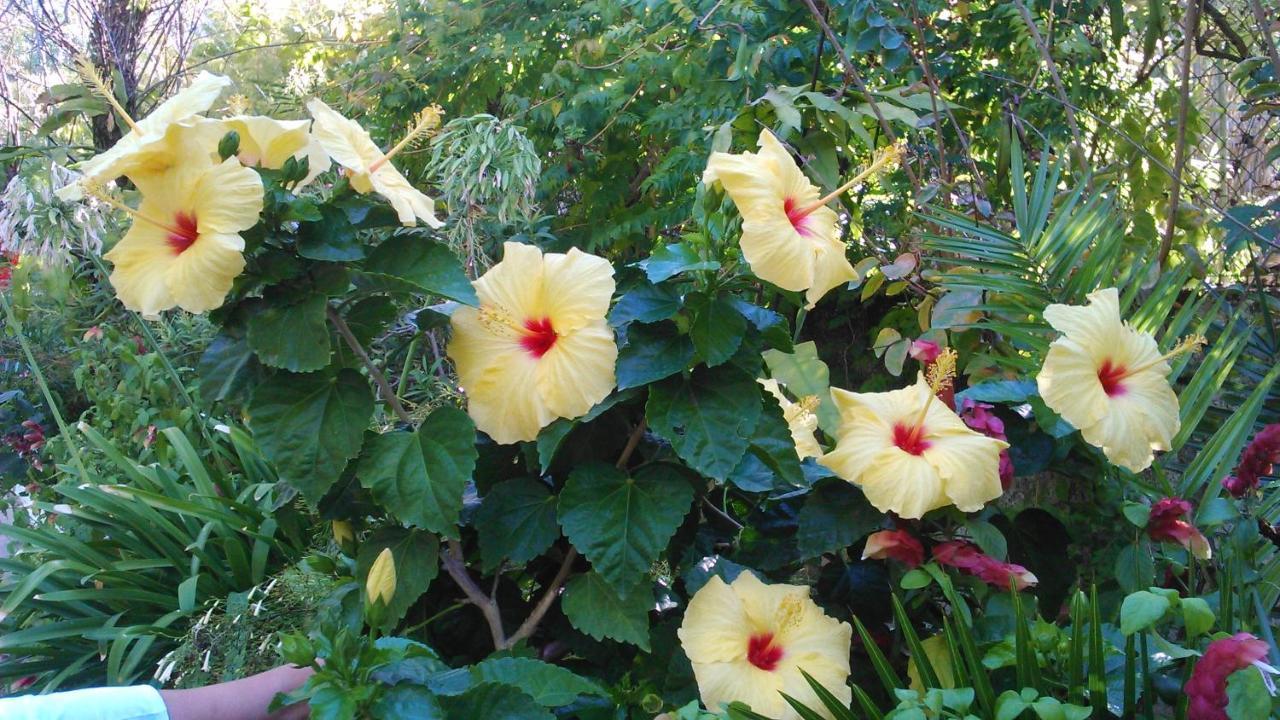 Baha-Ammes Lägenhet Svoronata Exteriör bild
