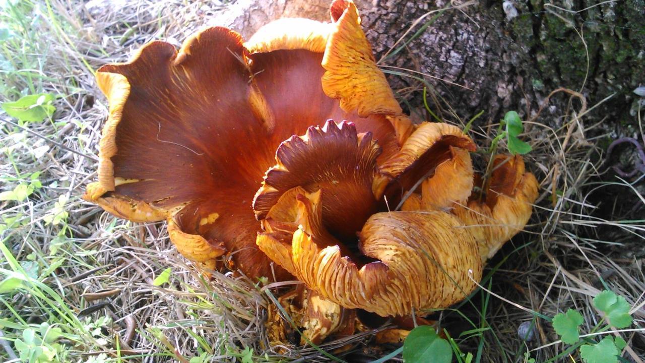 Baha-Ammes Lägenhet Svoronata Exteriör bild